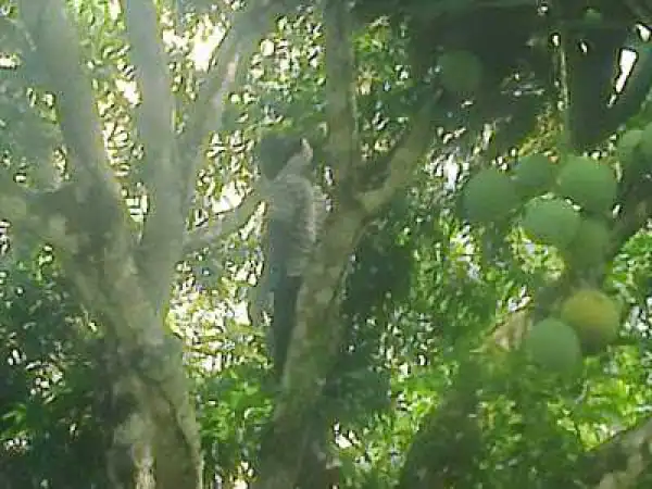 A Boy Of 17Yrs Hangs Self On A Tree In Imo State (Photos)